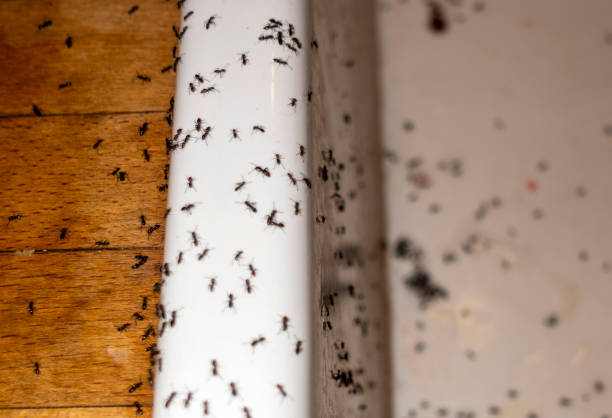 Best Termite Control Services  in Greendale, IN